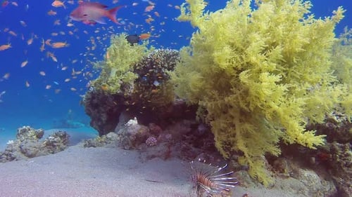 Underwater Sea Coral Reef