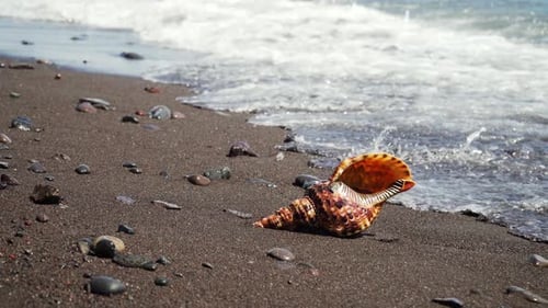 Big Seashell on the Sand