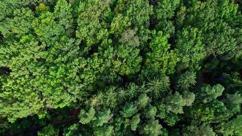 Trees Top View Forest Background