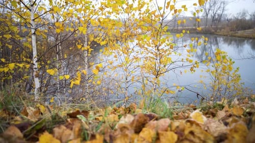 Slider Panorama in the Autumn Park.