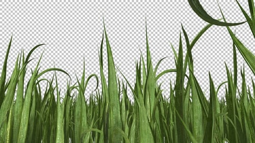 Grass Growing Timelapse