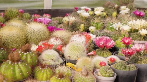 Blooming Cacti Collection, Horticultural Display