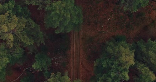 Aerial View Treetops and Forest Road Passes Between the Trees