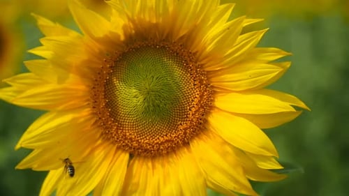 Sunflower Close-Up with a Bee on its Petals