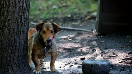 Yard dog in the courtyard of a residential building on a chain
