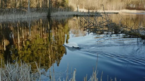 Swan On Tranquil Lake in Forest