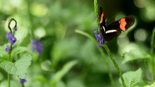 Butterflies