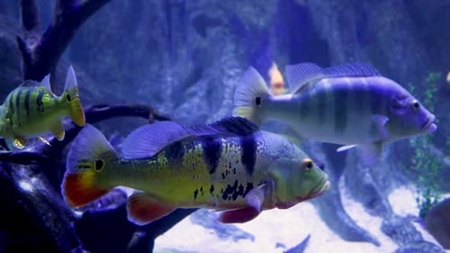 Pfauenbarsch (oder brasilianischer Tucunaré) (Cichla) ist eine Gattung großer Buntbarsche, tagaktiv und räuberisch