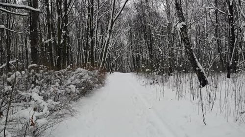 Walking in forest on hiking trail