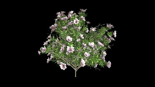 Rotating Flowering Bush with Pink Blooms