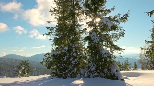 A Small Meadow on a Hillside Surrounded By Fir Trees in Winter