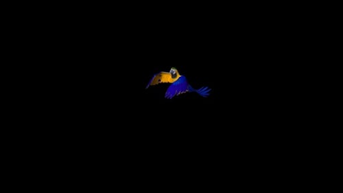 Flying Blue and Yellow Parrot Animation