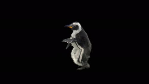 Penguin Dancing 4K