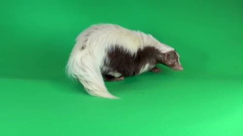 Nettes kleines Stinktier auf grünem Hintergrund