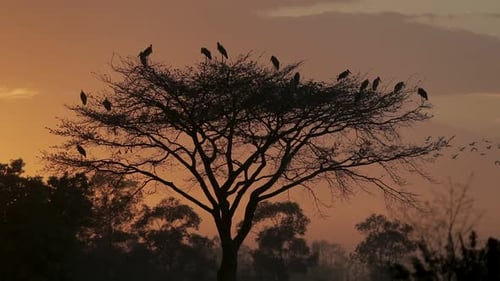 Silhouetted Tree Full of Birds at Sunset