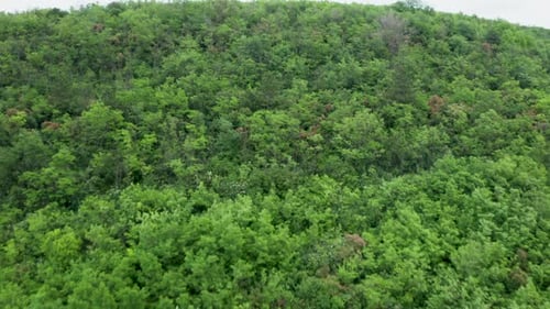Flying Over a Dense Green Forest