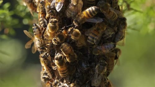 Swarm of bees, occitanie, France