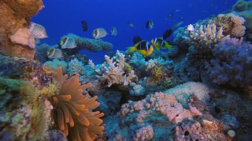 Tropical Clownfish and Sea Anemone