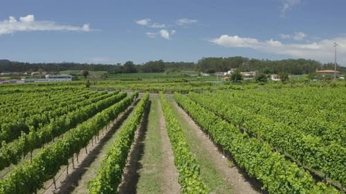 Green Vineyards Aerial View
