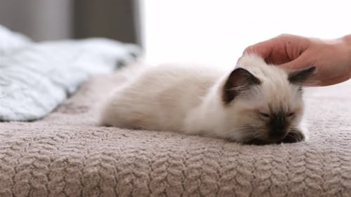 Person mit Ragdoll Cat Kittens
