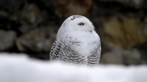 Schnee-Eulen-Pfanne enthüllt Nahaufnahme, die morgens im Schnee auf der Jagd steht