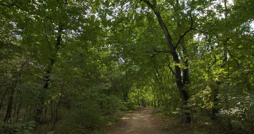 Im Wald spazieren gehen