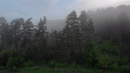 Forest in dense fog on a morning day