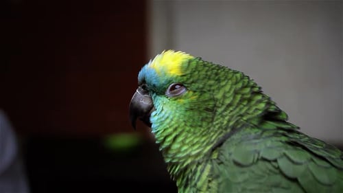 Vivid Green Parrot Profile Close Up