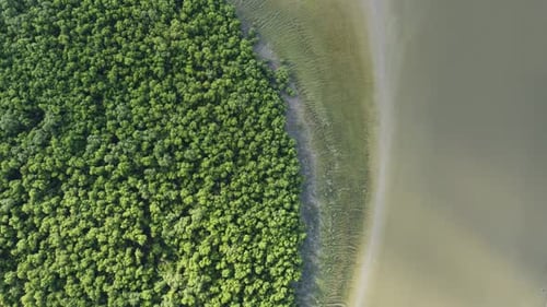Aerial view look down mangrove trees