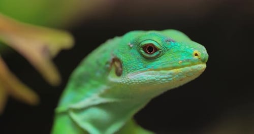 Close Up Of A Bright Green Lizard