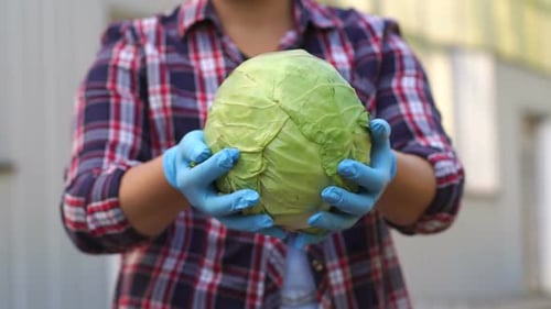 Closeup of Woman in Blue Gloves Holding Cabbage in the Garden