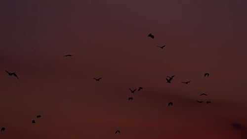 Kolonie der Fruchtfledermäuse fliegen über den Sonnenuntergang Himmel