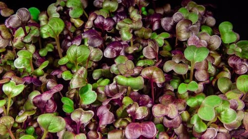 Vibrant Microgreens Against Black Background