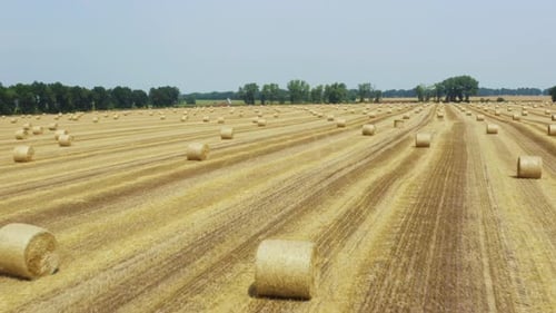 Aerial drone 4K footage of a large wheaten field with cylindrical haystacks in summer.