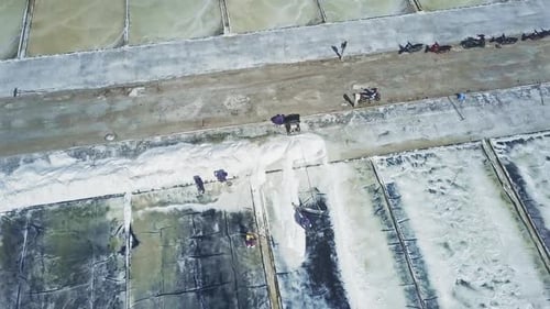 Des travailleurs récoltent du sel à l'aide de pelles dans les