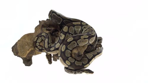Royal Python ou Python Regius em Wooden Snag no Studio contra um fundo branco.