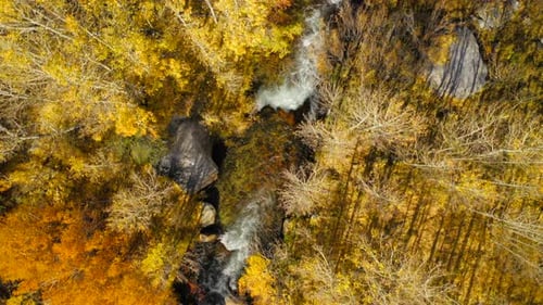 Top Down Survey of a Mountain Stream Flowing Among the Trees Covered with Autumn Foliage