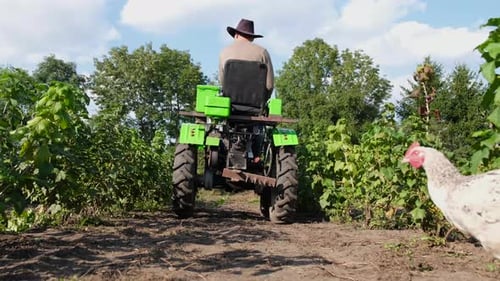 Tractor in the Field Worker Inspects the Autumn Harvest of Raspberries