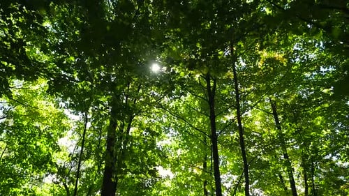 Large vue sous les arbres regardant vers le haut une forêt verdoyante avec le soleil culminant à travers