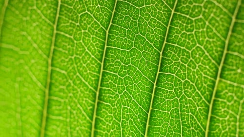 Grünes Blatt in der Natur
