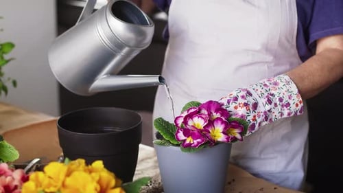 Close up video of watering freshly planted flowers. Shot with RED helium camera in 8K.