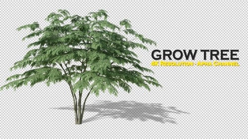 Realistic Green Bush Growth Animation