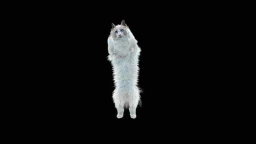 Katze jubelt HD