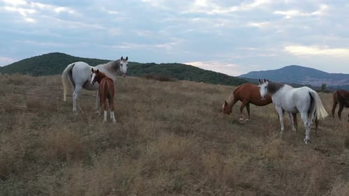 Horses Grazing Peacefully in Rural Countryside Field
