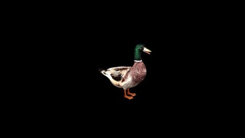 Canard Idle 2