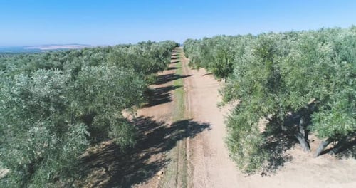 Olive trees orchard on sunny day