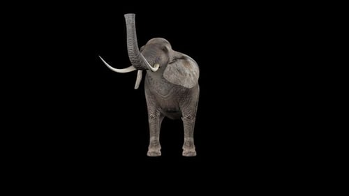 Elephant Eat