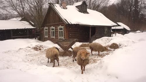 Sheep Graze on the Farm During a Snowfall