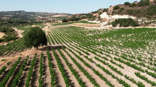 Collines de montagne à plan large extrême avec plantation de raisins en extérieur