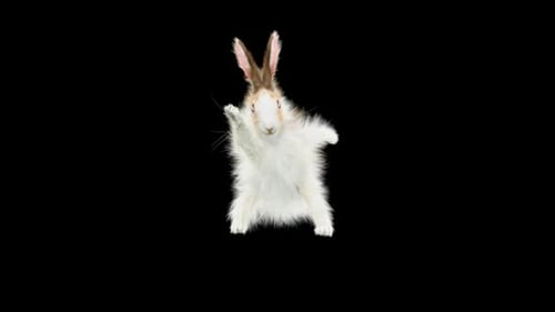 Rabbit Dancing HD